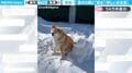 「新しいお友達ができた」柴犬の隣に“座る”雪像 微笑ましい光景に「上手に作ってますね！」「モデル料貰うんやで」と反響