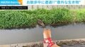 猫？ネズミ？… 草むらから現れた“謎の生物” 用水路をスイーッっと泳ぎ去っていく一部始終をとらえた瞬間