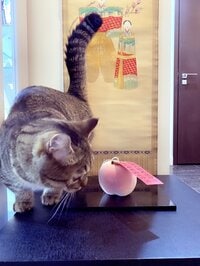 藤原紀香『初日、誕生日、桃の節句』