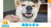【映像】BBQに荒ぶる柴犬（テンションが下がった食事中の姿も）