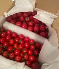 遼河はるひ『美味しいミニトマト!✨』