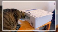 プリンター“初体験”に猫が仰天 【SNS 23万回再生】