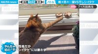 【映像】伸ばした腕が“プルプル”震える猫