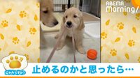 【映像】“最強の助っ人”母犬の珍行動