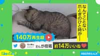 【映像】吾輩は猫である ツメはとげない…