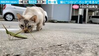 【映像】猫にロックオンされたバッタ