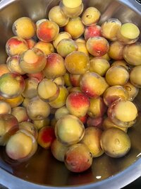 松居直美『母の幸子さんから届いた梅』