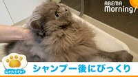 ｢にゃんですか」大変身編