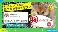 【映像】「何もしてないワン!?」“バツの悪そうな表情”をする柴犬