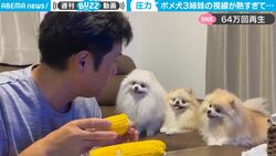 飼い主が食べてるところをジーーーーッ…ポメラニアン三姉妹の熱視線がかわいすぎる「表情が一緒w」
