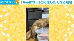 あそこに散歩グッズがあるのに…！ どうしても“登れない”イヌに反響「足かわいい」「がんばれー」