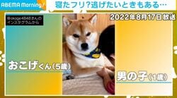 パワフル1歳児と寝たフリ柴犬のコンビが4年後…「ほぼ無視（笑）」相変わらずの“塩対応”でかわす現在の姿が話題に