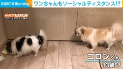 コロナ禍前から“ソーシャルディスタンス”をしていた犬？ 臆病者な弟を気遣う兄の優しさにほっこり