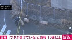 「ブタが逃げている」と通報 10頭以上