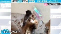 大はしゃぎ猫、猫じゃらしが電動と気づいて態度豹変 露骨すぎる対応差に「シュールすぎる」「一生見ていられる」視聴者を魅了