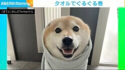 柴犬が“ぐるぐる巻き”されるもにっこり 愛らしい表情に癒される人続出「たまらなく可愛い」