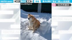 「新しいお友達ができた」柴犬の隣に“座る”雪像 微笑ましい光景に「上手に作ってますね！」「モデル料貰うんやで」と反響