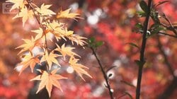 3連休 紅葉ピーク箱根大混雑　人気スポット1時間待ち行列　大渋滞「1km進むのに80分」