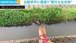 猫？ネズミ？… 草むらから現れた“謎の生物” 用水路をスイーッっと泳ぎ去っていく一部始終をとらえた瞬間
