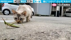 「そろ～り、そろり…」猫にロックオンされたバッタ “絶体絶命”が一転、奇跡が