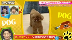 小さな体で必死に威嚇！「歯見せてる」おたけの愛犬・まる子が可愛すぎると話題に