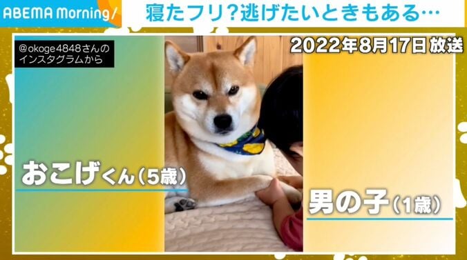 柴犬のおこげくんと1歳児の男の子