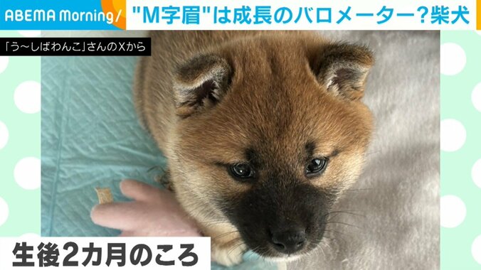 生後2カ月のころの柴子ちゃん