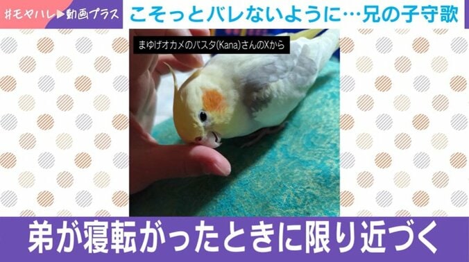 インコのパスタくん