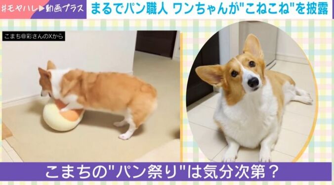 コーギーのこまちちゃん