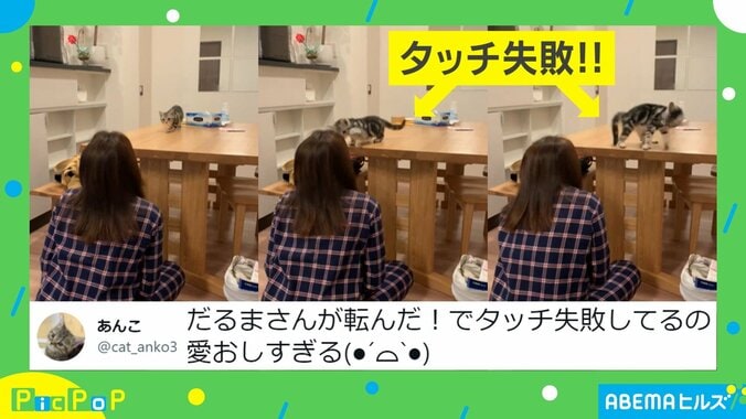 「寿命5年くらい伸びそう」子ネコの“だるまさんが転んだ”にネット民悶絶！ 飼い主「目がハンターモードだった」 2枚目