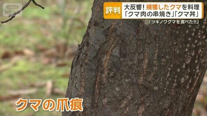 クマの爪痕