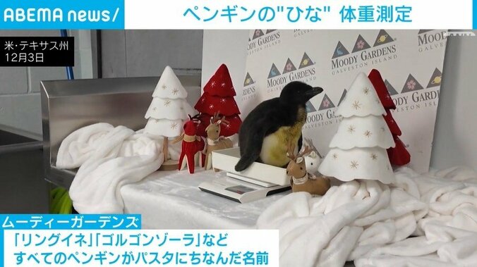 ペンギンのひな