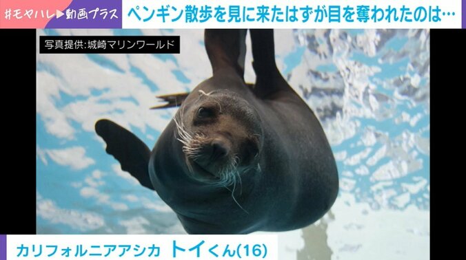 アシカのトイくん