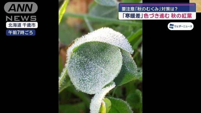 北海道では冬の便り