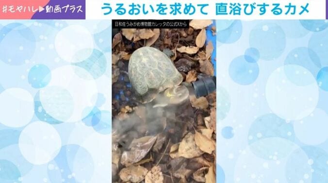 カメのむさしくん