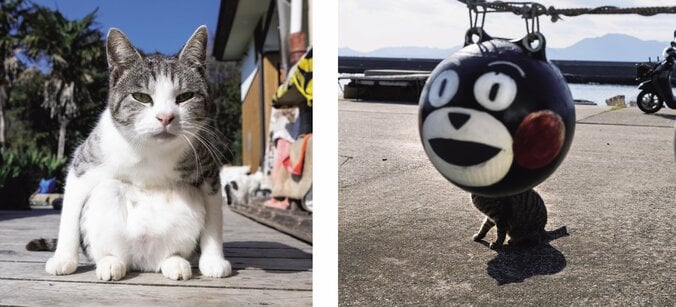 予測不能な愛くるしい姿 笑撃のネコ写真集『これネコ　それネコ？』が3月5日発売 2枚目