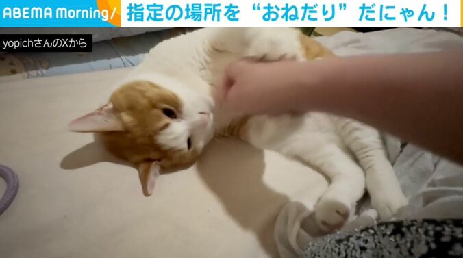 猫のふうたくん