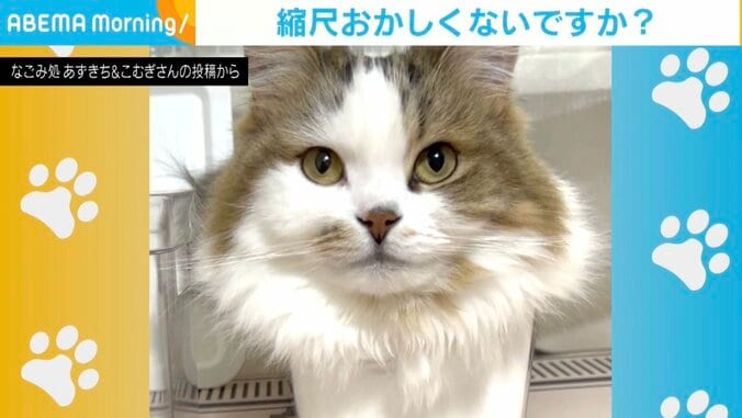 猫のこむぎくん