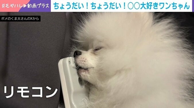 ポメラニアンのくま太くん