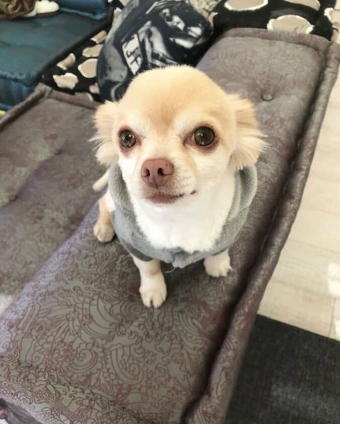 坂上忍、“ひと目惚れ”でソファを購入「大枚をはたいてもうた」 1枚目