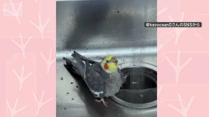 蛇口から出る水の前で…