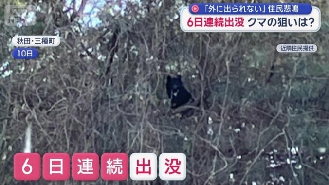 先週から6日連続でクマが現れている
