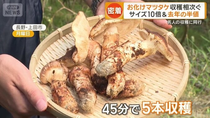 わずか45分で5本も収穫