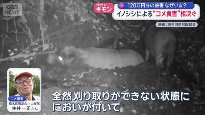 イノシシの体臭が、こびりつく