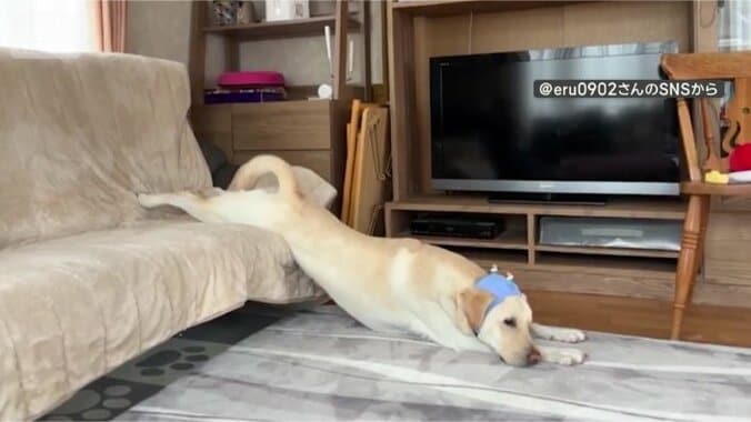 きょうも動かないワン