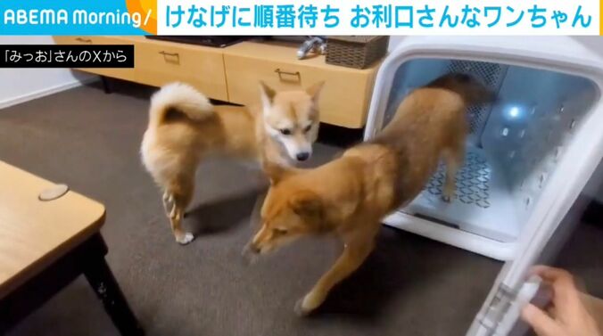 豆柴