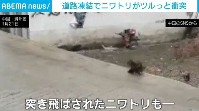 突き飛ばされ滑るニワトリ