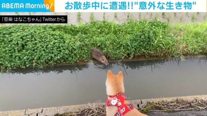 猫？ネズミ？… 草むらから現れた“謎の生物” 用水路をスイーッっと泳ぎ去っていく一部始終をとらえた瞬間 1枚目