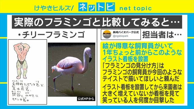なぜマッチョ!? 長崎バイオパークの「フラミンゴの見分け方」の看板がSNSで話題 3枚目