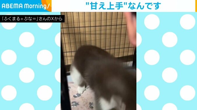 シベリアンハスキーのぶなちゃん（生後5カ月）